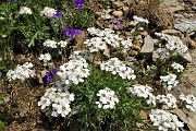 20 Millefoglio di Clavena (Achillea Clavenae) con Viola di Duby (Viola dubyana)